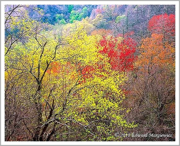 450727   Spring foliage in the mountains